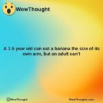 a 1.5 year old can eat a banana the size of its own arm but an adult cant