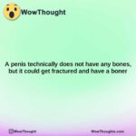 a penis technically does not have any bones but it could get fractured and have a boner