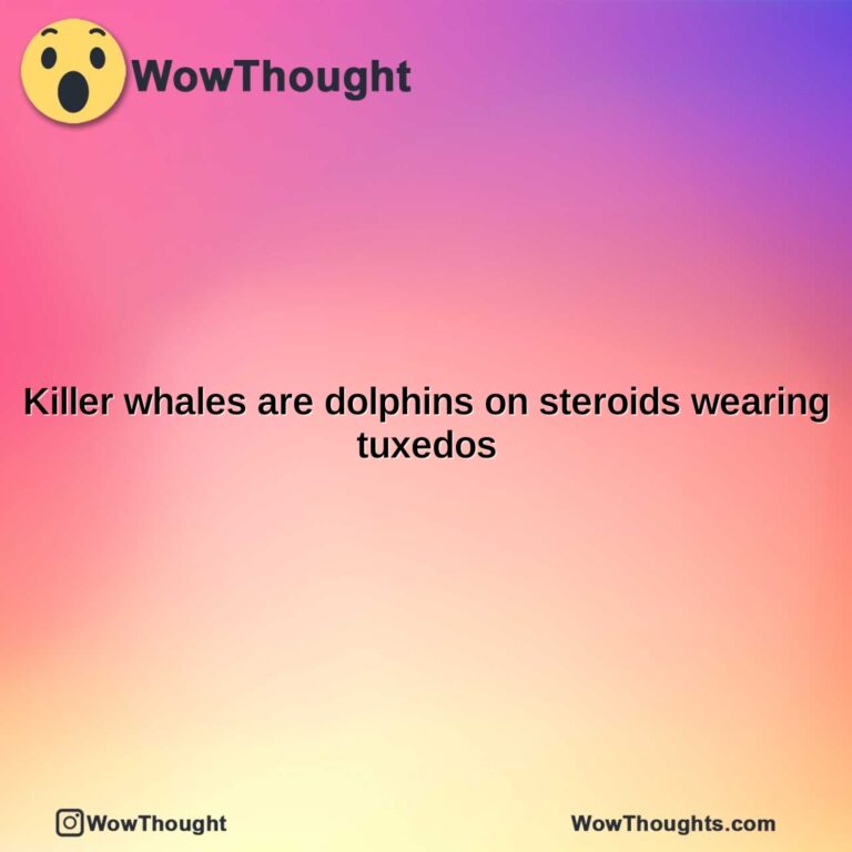 killer whales are dolphins on steroids wearing tuxedos