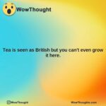 tea is seen as british but you cant even grow it here.