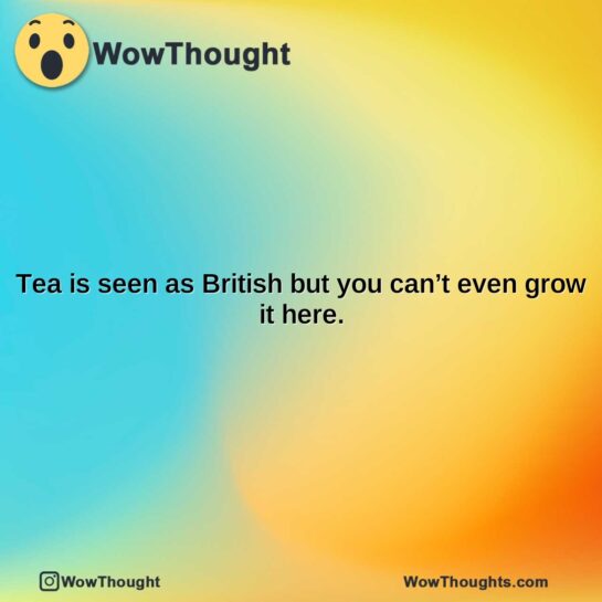tea is seen as british but you cant even grow it here.