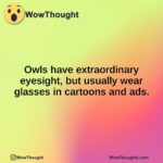 Owls have extraordinary eyesight, but usually wear glasses in cartoons and ads.