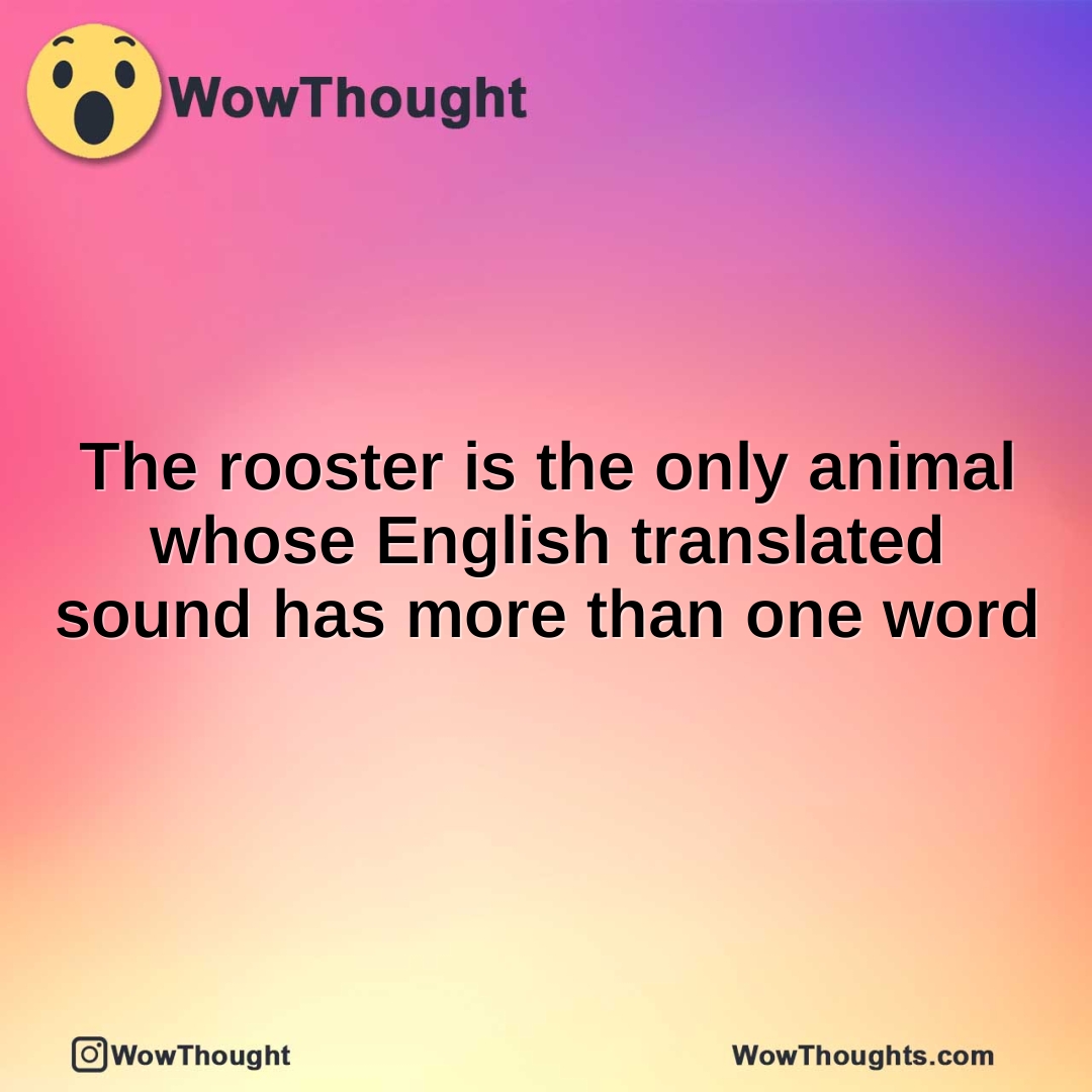 The rooster is the only animal whose English translated sound has more than one word