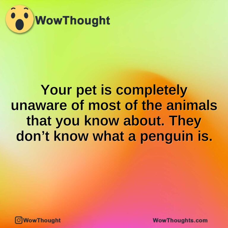 Your pet is completely unaware of most of the animals that you know about. They don’t know what a penguin is.