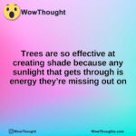 Trees are so effective at creating shade because any sunlight that gets through is energy they’re missing out on