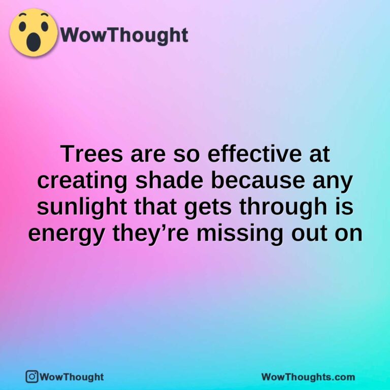 Trees are so effective at creating shade because any sunlight that gets through is energy they’re missing out on