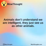 Animals don’t understand we are intelligent, they just see us as other animals.