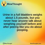 Urine in a full bladders weighs about 1.5 pounds, but you never hear anyone talk about weighing yourself before and after peeing like you do about pooping.