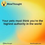 Your pets must think you’re the highest authority in the world