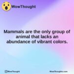 Mammals are the only group of animal that lacks an abundance of vibrant colors.