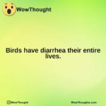 Birds have diarrhea their entire lives.