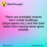 There are probably insects born inside buildings (skyscrapers etc.) and live their entire lives having never gone outside.