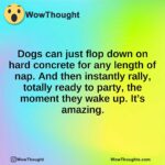 Dogs can just flop down on hard concrete for any length of nap. And then instantly rally, totally ready to party, the moment they wake up. It’s amazing.