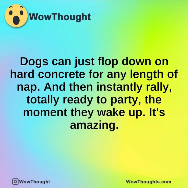 Dogs can just flop down on hard concrete for any length of nap. And then instantly rally, totally ready to party, the moment they wake up. It’s amazing.