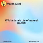 Wild animals die of natural causes.