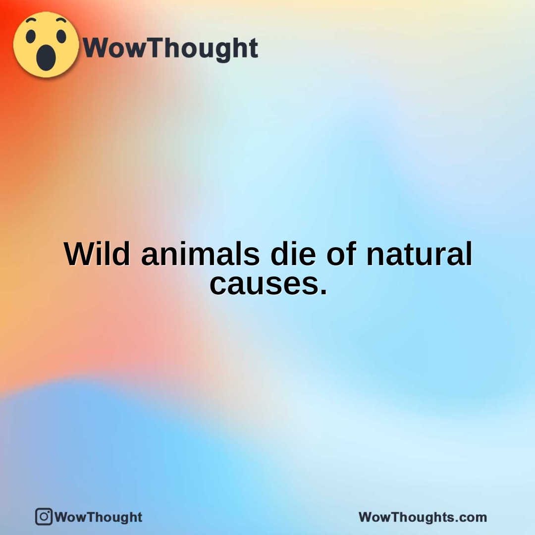 Wild animals die of natural causes.