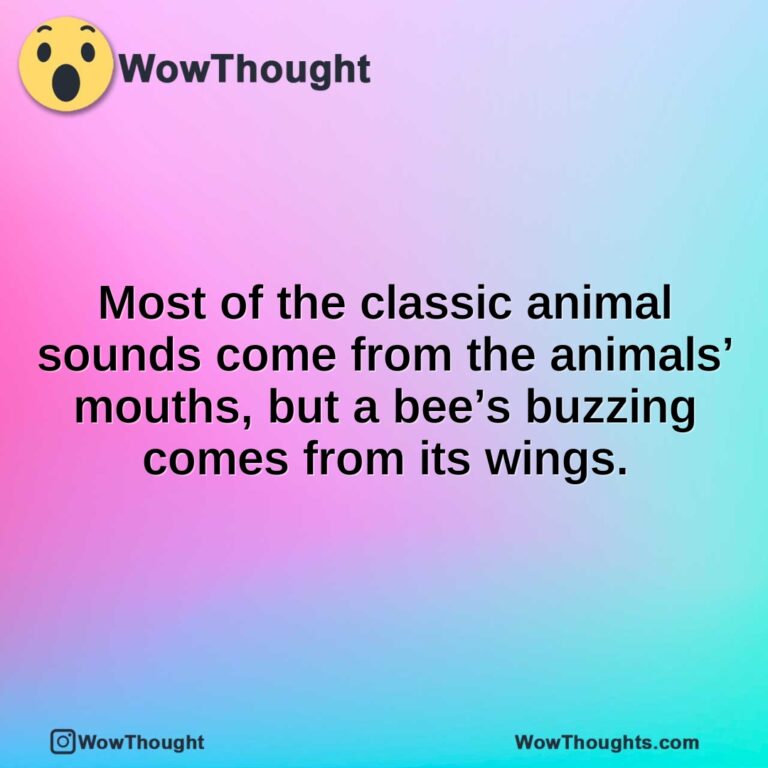 Most of the classic animal sounds come from the animals’ mouths, but a bee’s buzzing comes from its wings.