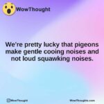 We’re pretty lucky that pigeons make gentle cooing noises and not loud squawking noises.